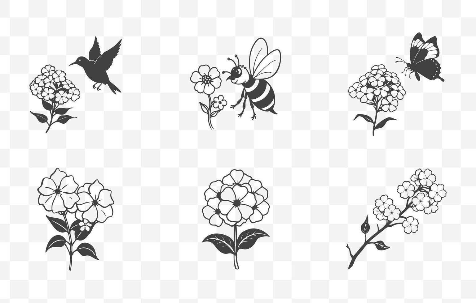 Print Phlox Flower Line Art Set Botanical Illustrations of Phlox Blossoms for Design and Art Projects vector