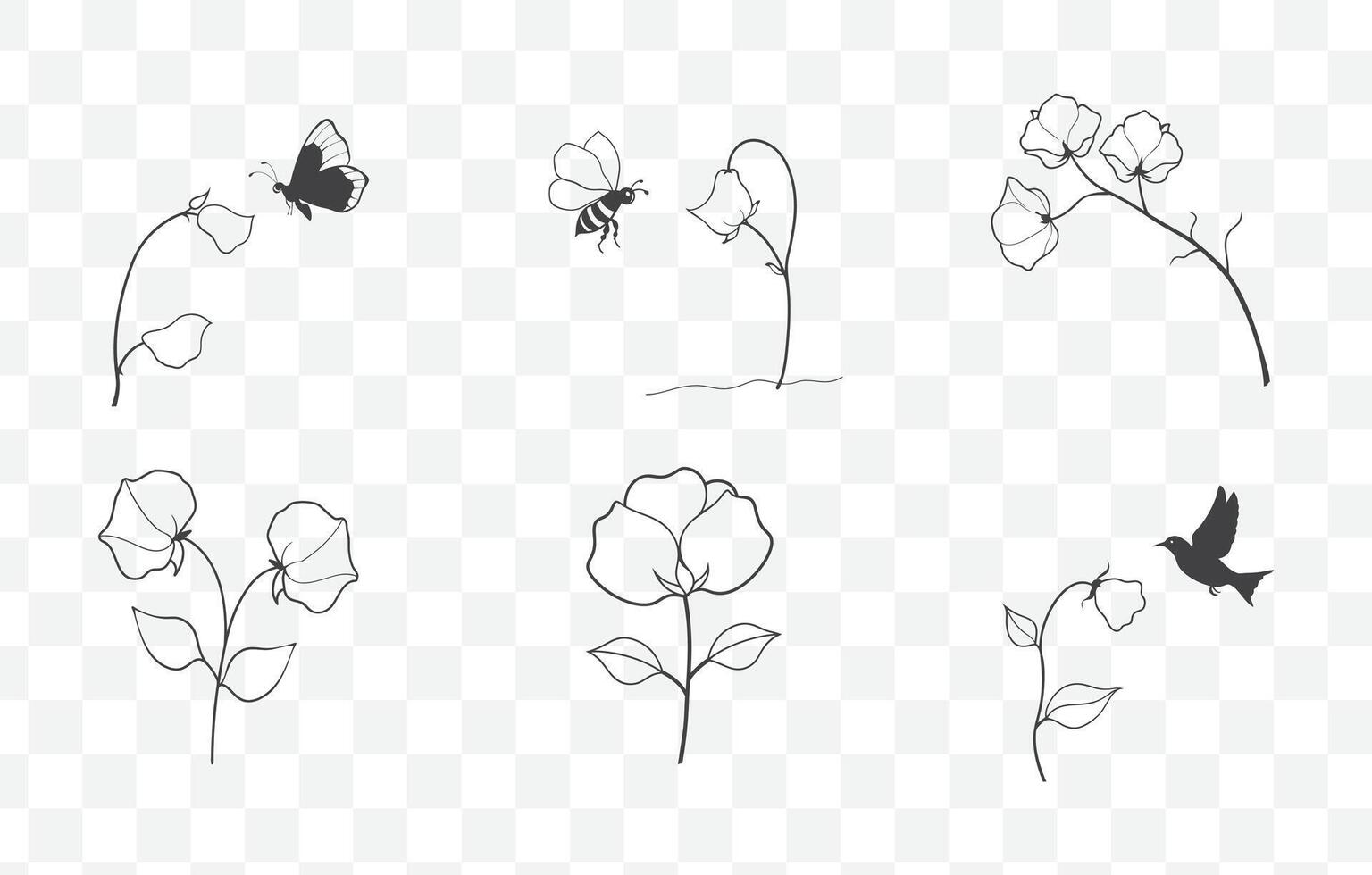 Print Elegant Sweet Pea Line Art Collection with Detailed Floral Illustrations for Artistic and Botanical Designs vector