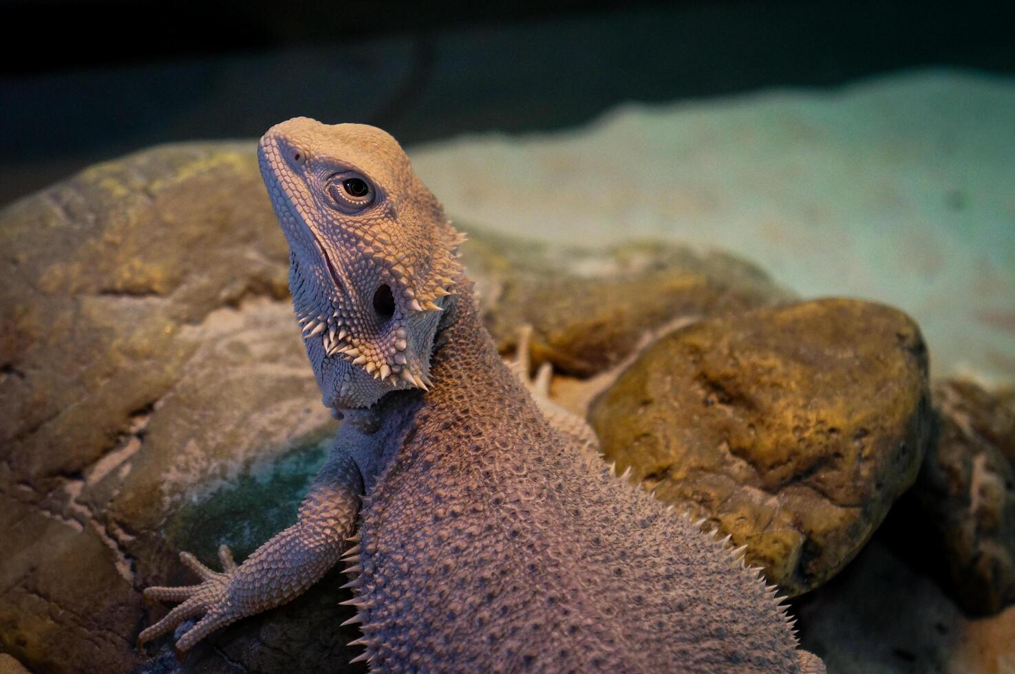 A close-up of a colorful bearded dragon lizard perched on a rock in the desert photo