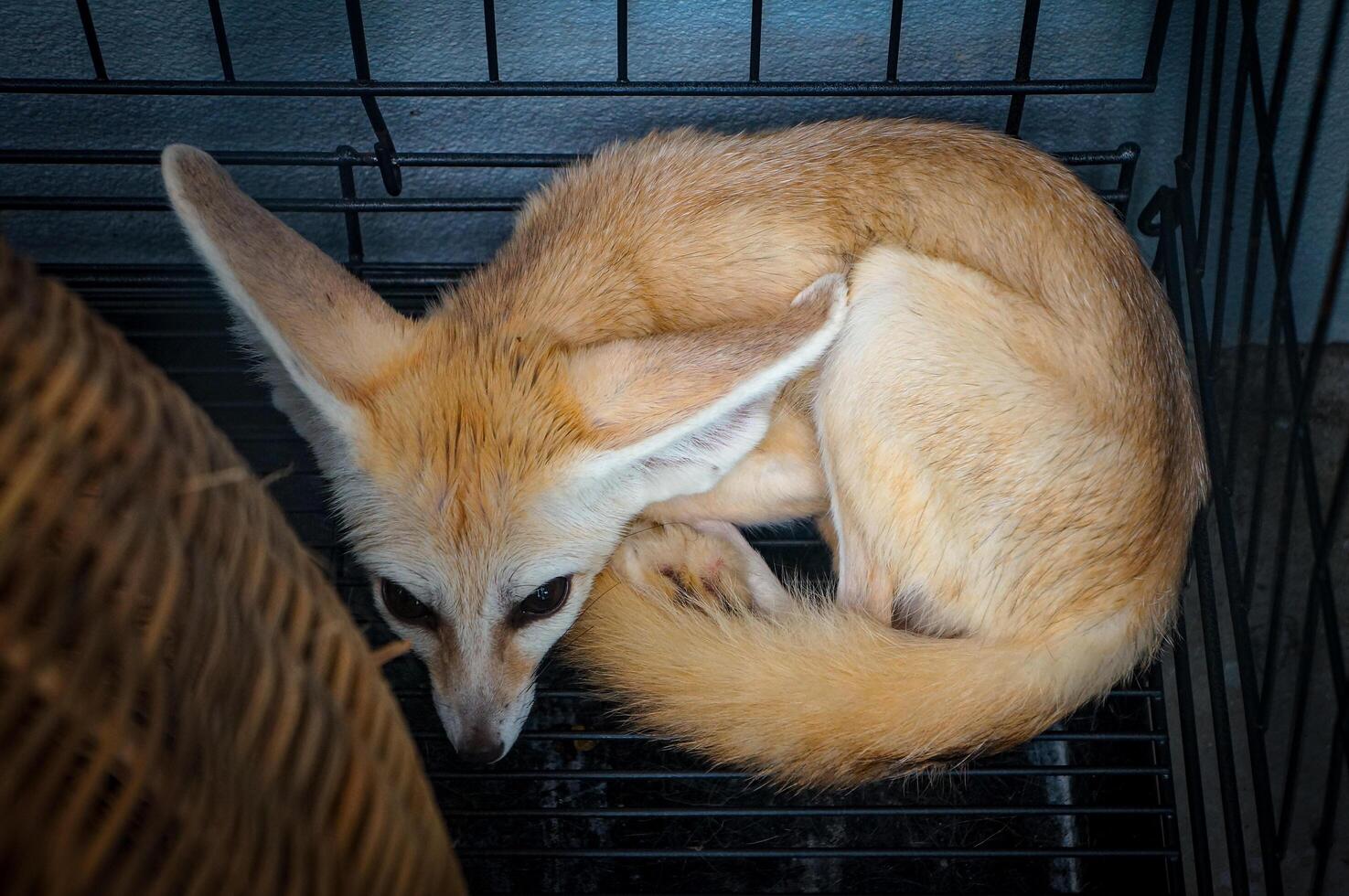Cute little Fennec fox resting in cage photo
