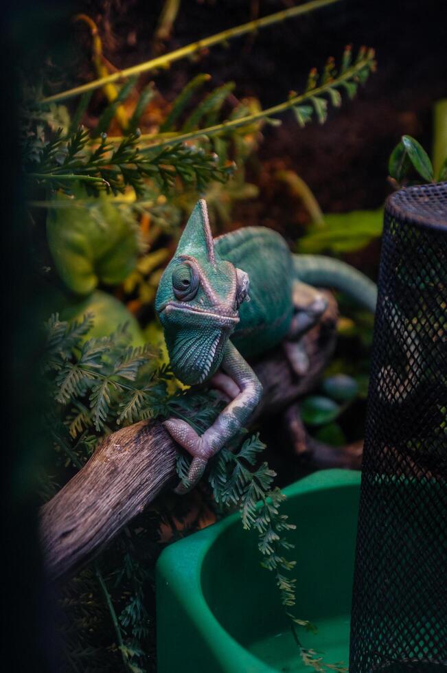 A green chameloen is perched on a branch in a cage that resembles a colorful rainforest. photo