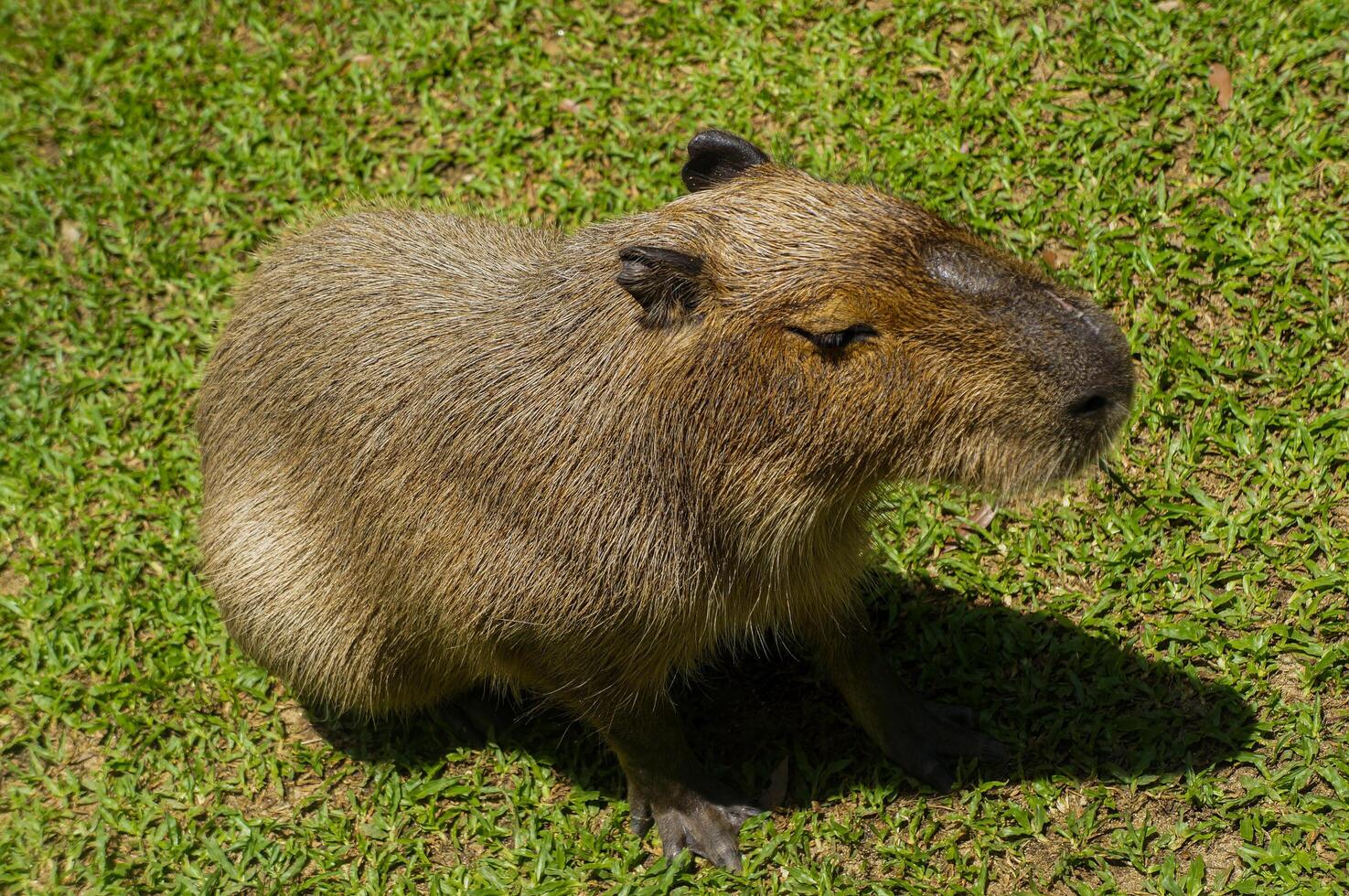 A capybara on the grass in daylight photo