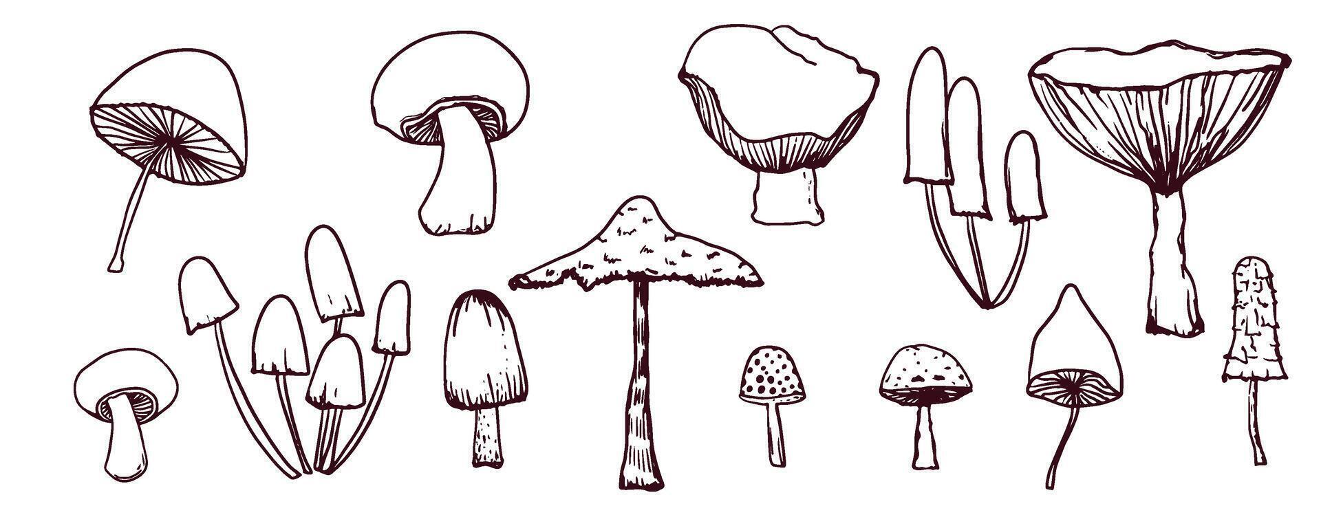 Fabulous mushrooms, hand-drawn graphics in vintage retro style, for packaging, postcards. vector