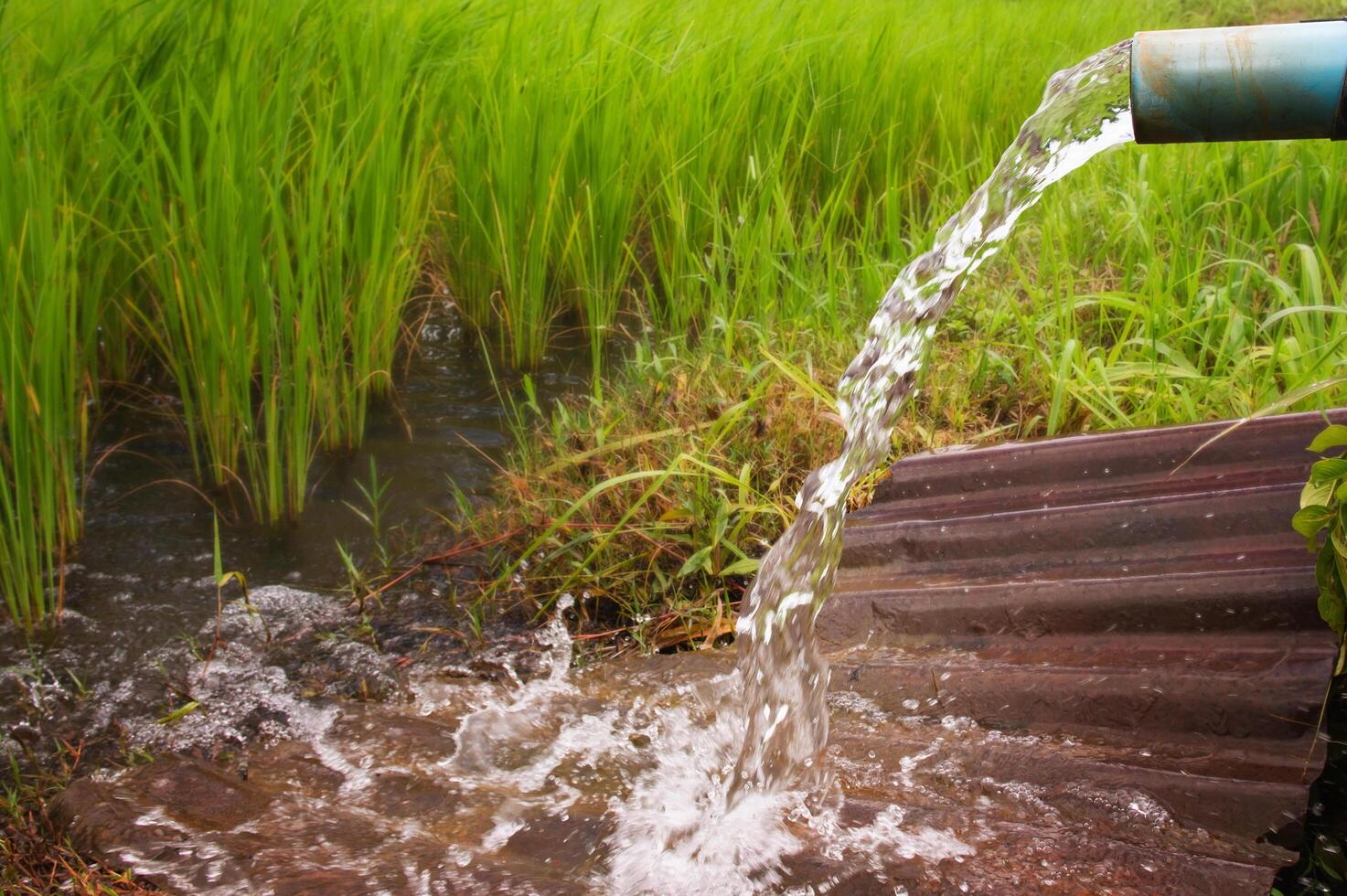 pipe is pouring water into a field of rice photo