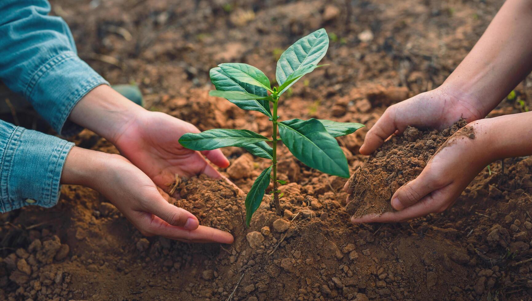 Two people are planting a tree in the dirt photo