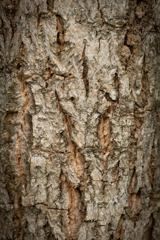 Tree bark texture, high gain tree texture photo