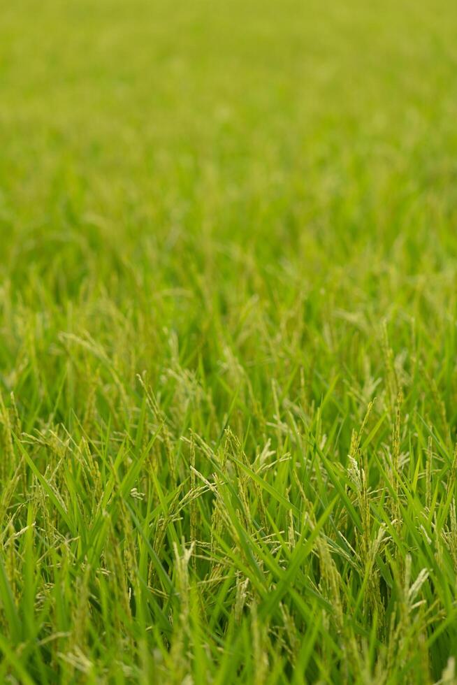 Green rice field texture background. photo