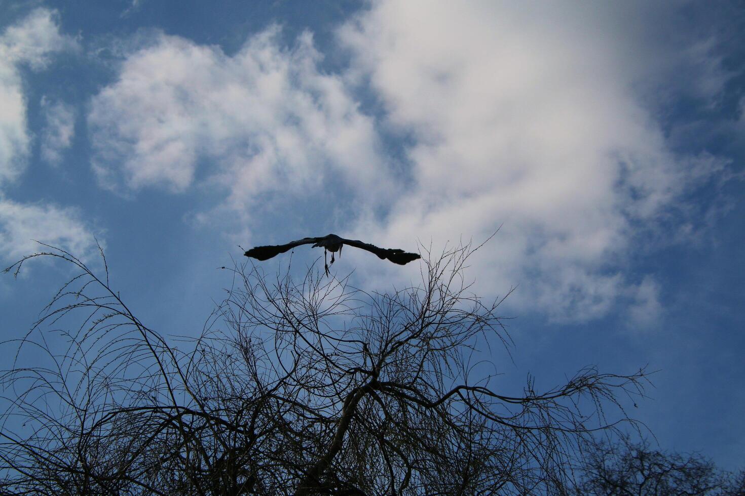 A view of a Heron in flight photo