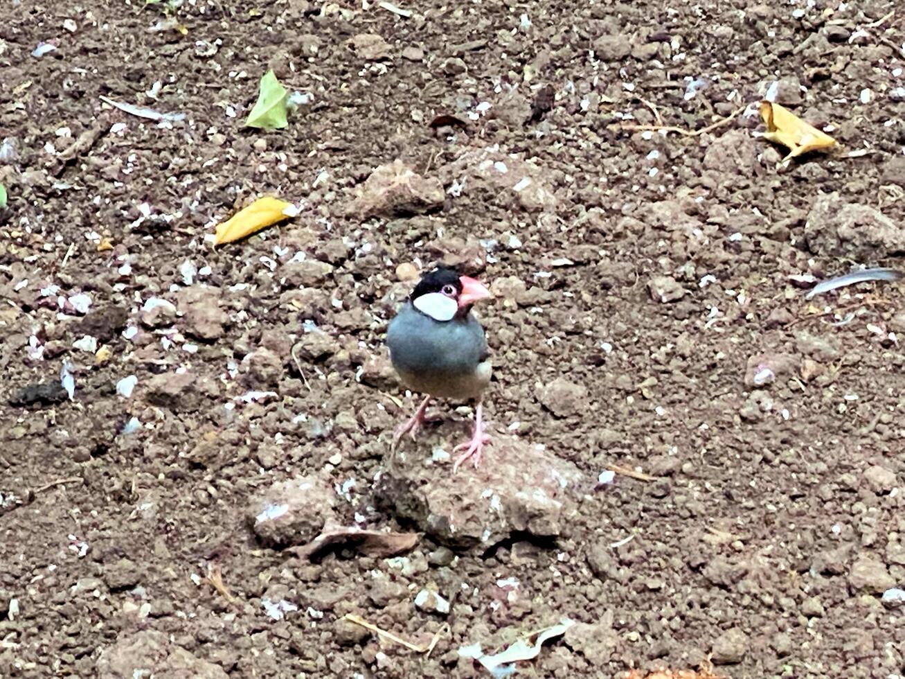 A close up of a Java Sparrow photo