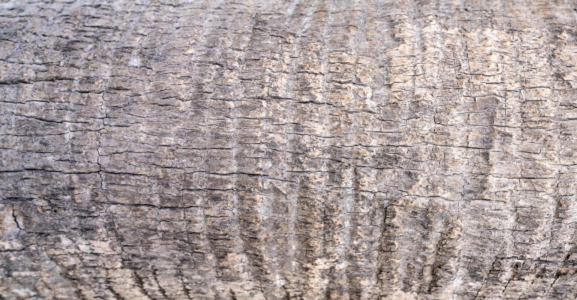 Close-up of tree bark texture background showcasing natural wood patterns and rough grainy surface, ideal for eco-friendly projects and nature-themed designs. Organic material and carbon neutrality. photo