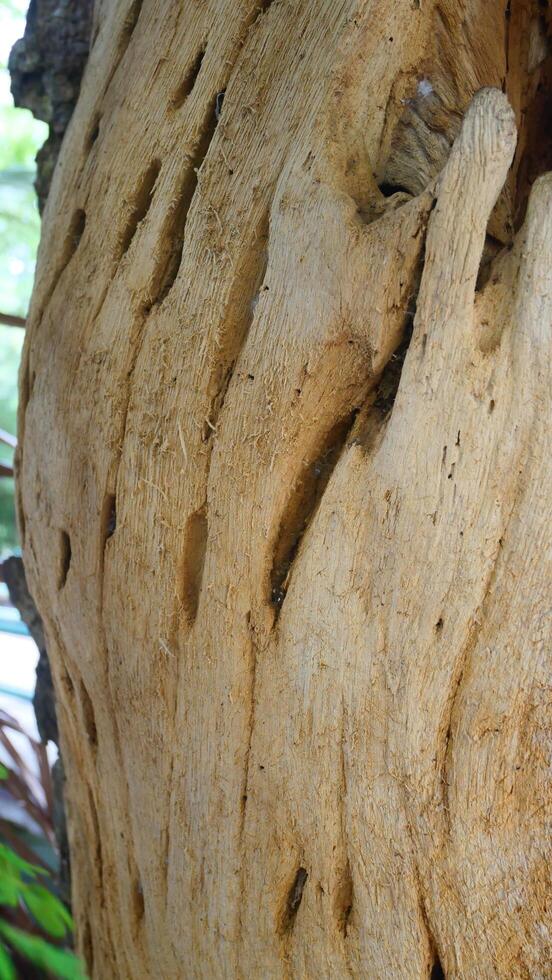 The tree trunk has a unique and beautiful shape photo