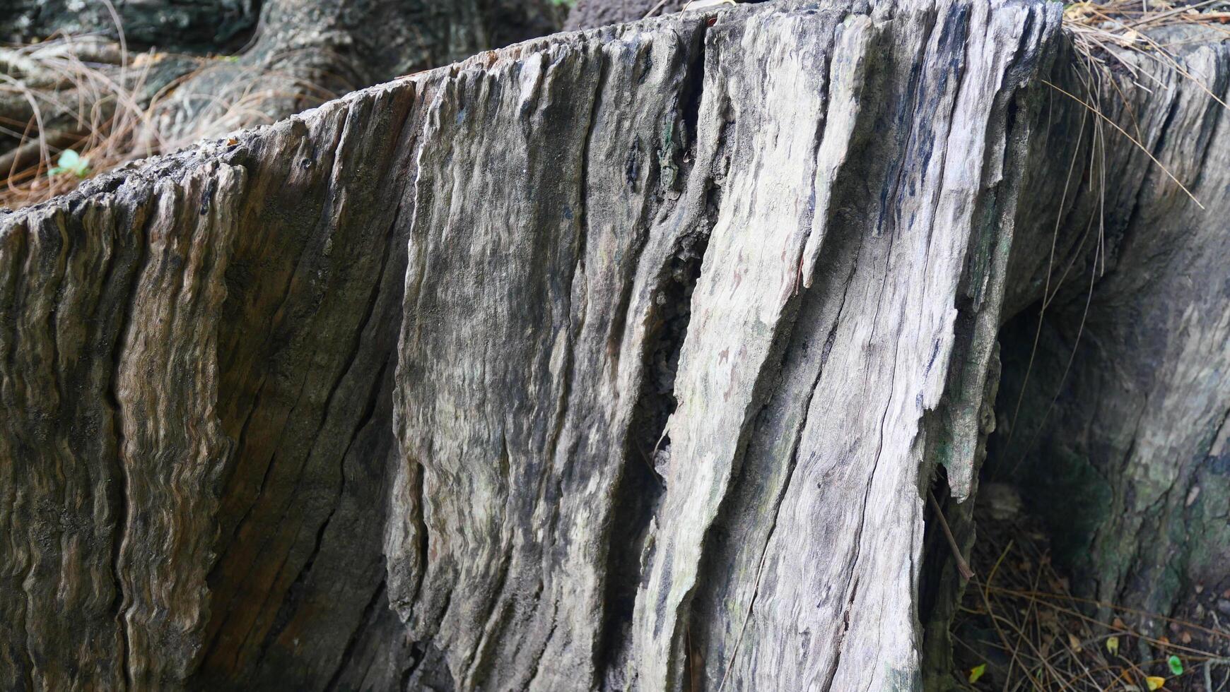 Tree stumps, tree bases and roots, which are old and decayed photo