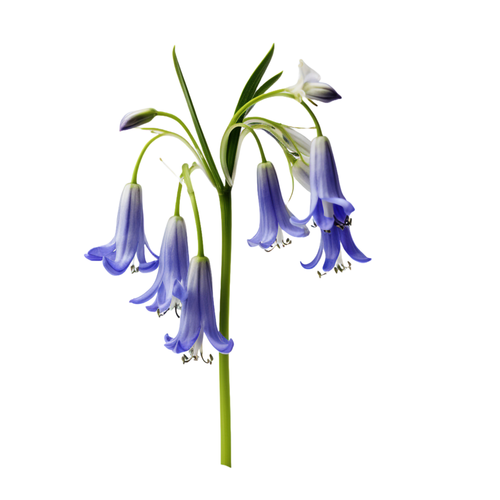 Bluebell isolated on transparent background png