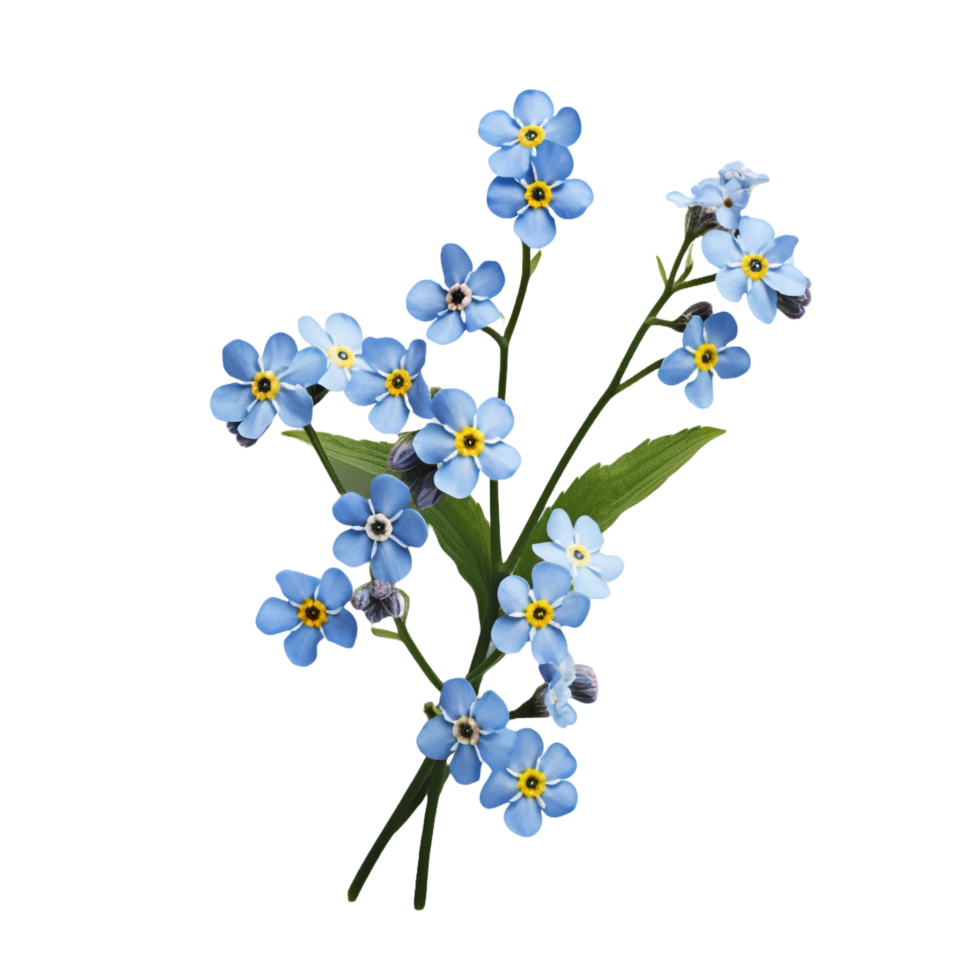 Forget Me Not isolated on transparent background png