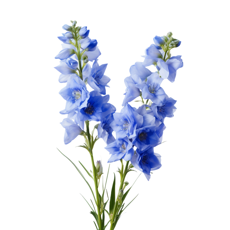 Delphinium isolated on transparent background png
