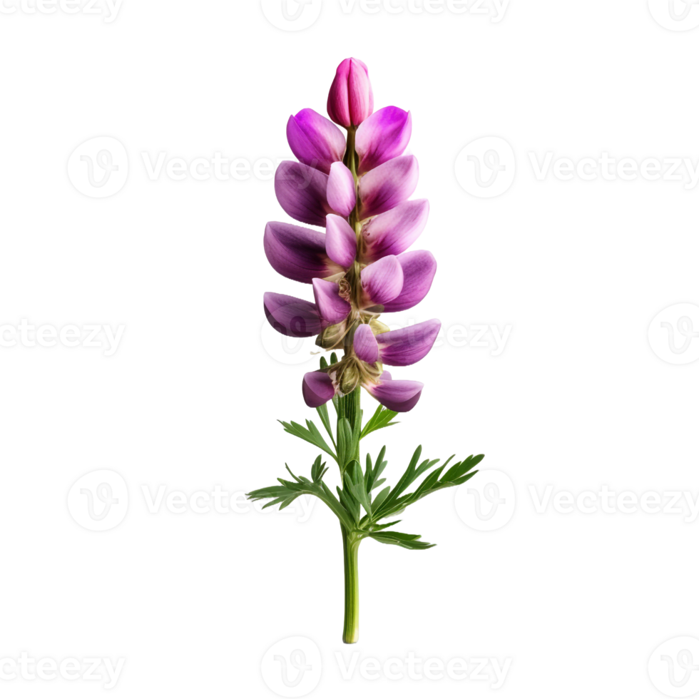 Lupin isolated on transparent background png