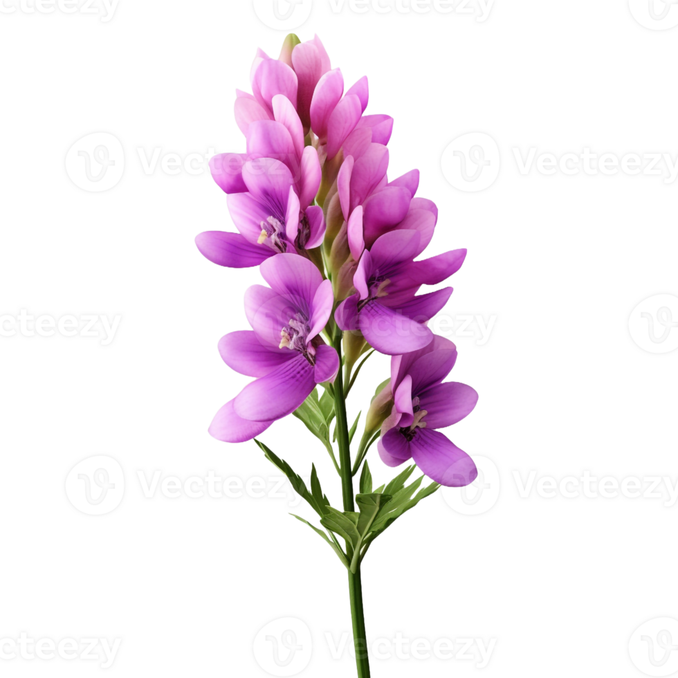 Lupin isolated on transparent background png