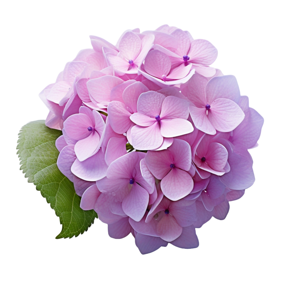 Hydrangea isolated on transparent background png