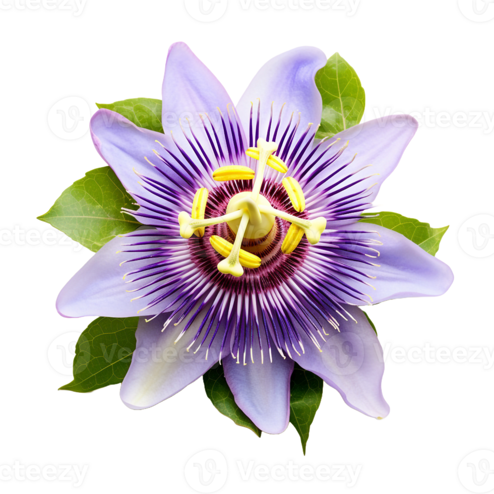 Passion isolated on transparent background png