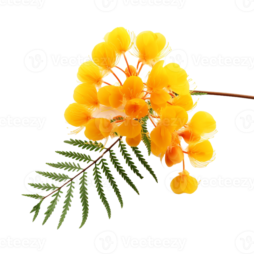 Mimosa flower isolated on transparent background png