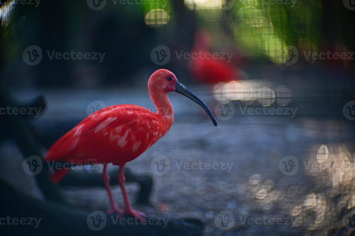Scarlet Ibis Perched on Branch in Nature. photo