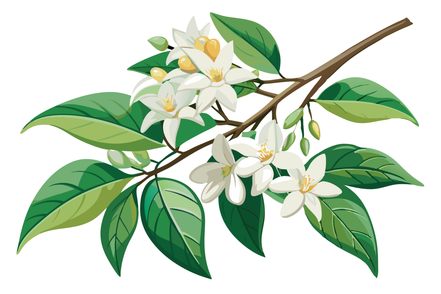 Delicate Jasmine Flower Branch Cartoon Style png