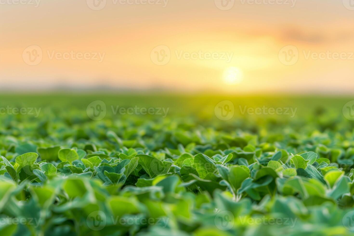 Golden Sunset Over Green Field Of Crops With Shallow Depth Of Field Blurred Background Agricultural Landscape Concept photo