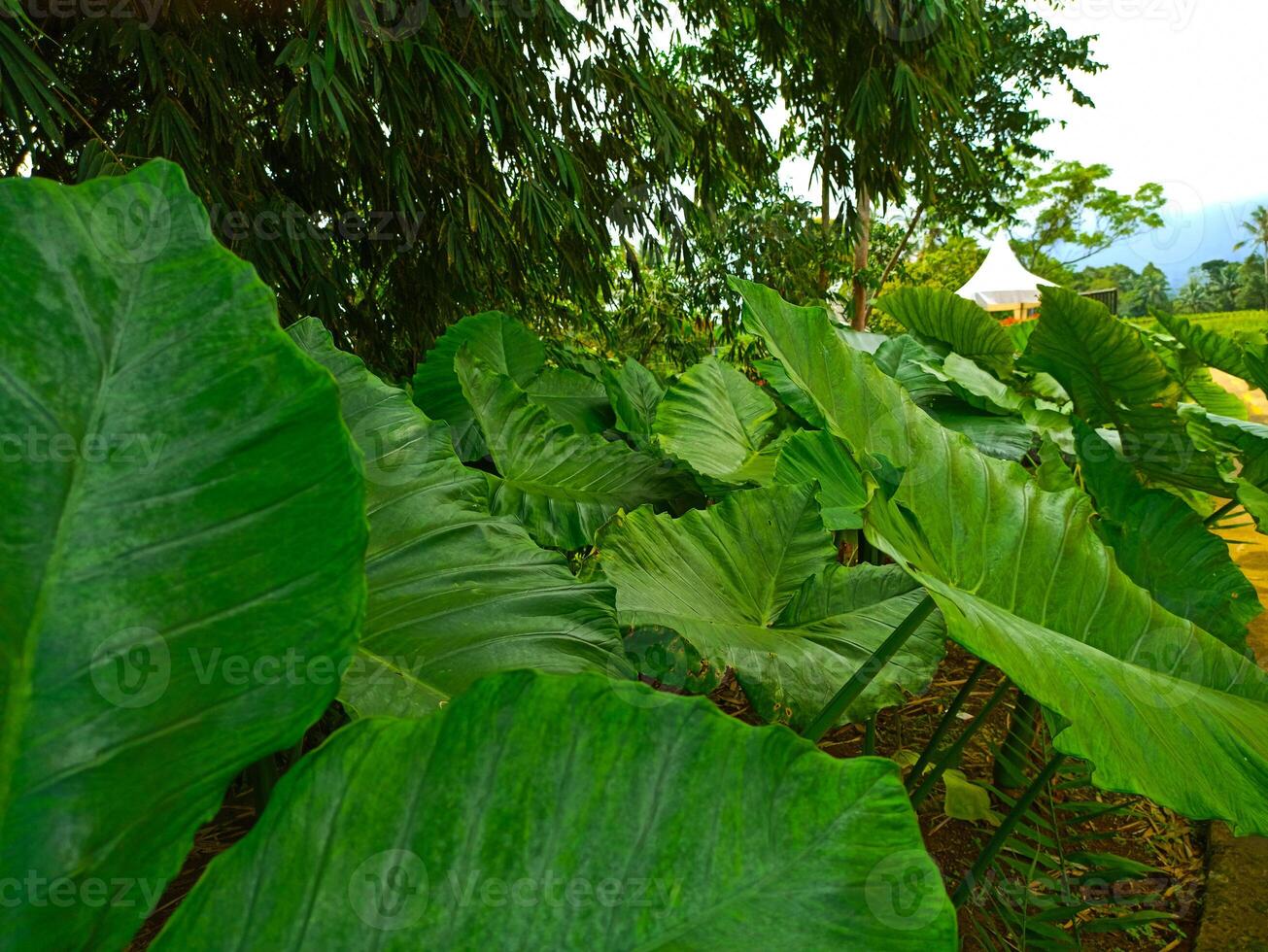 a large green leafy plant photo