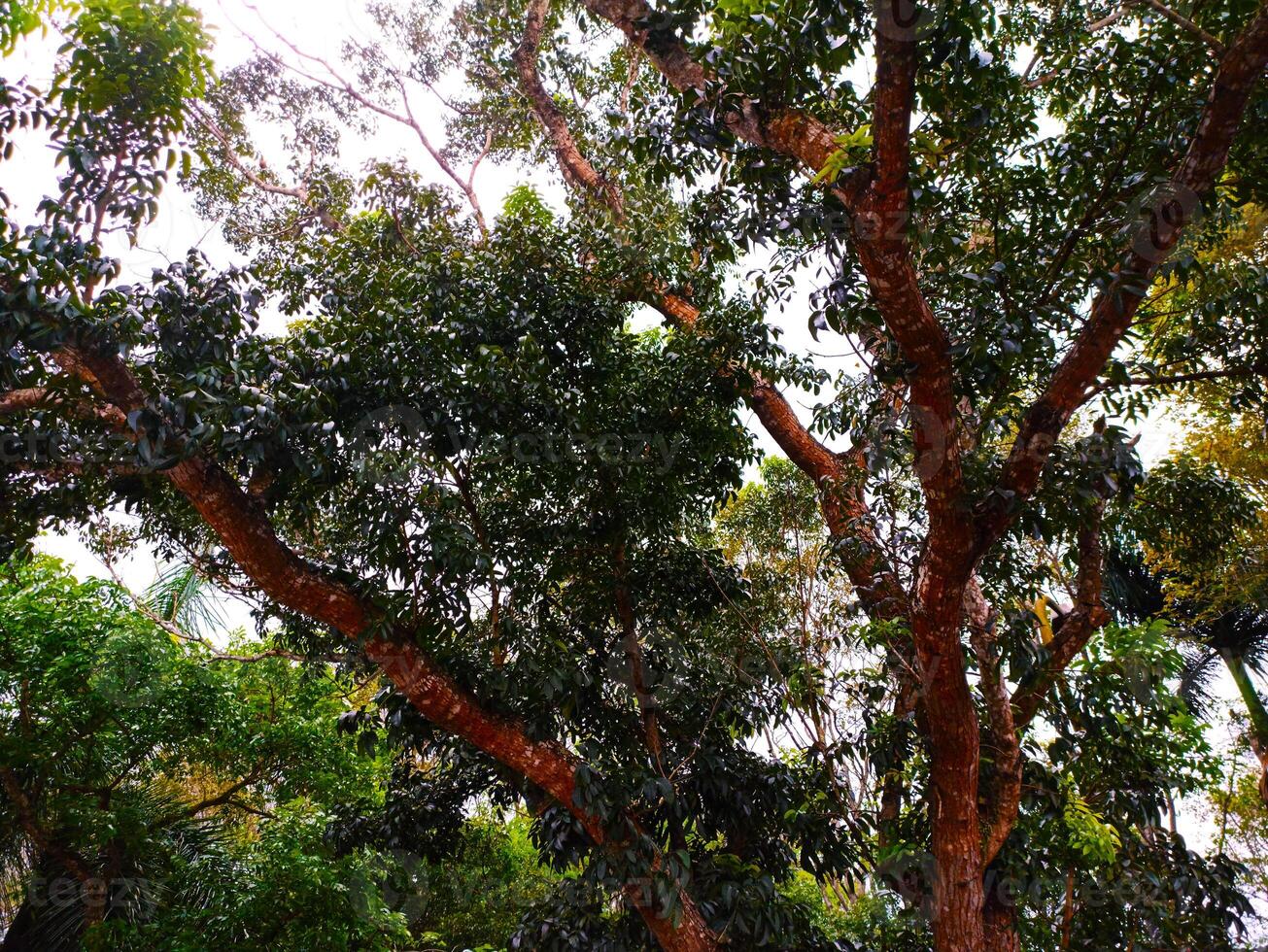 a large tree with many leaves and branches photo