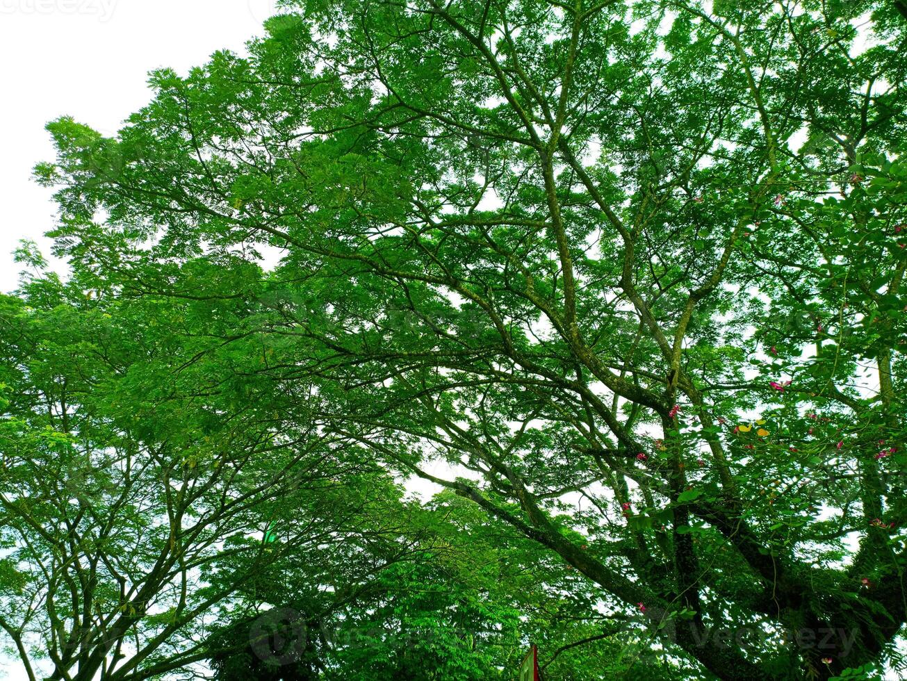 a large tree with many leaves photo
