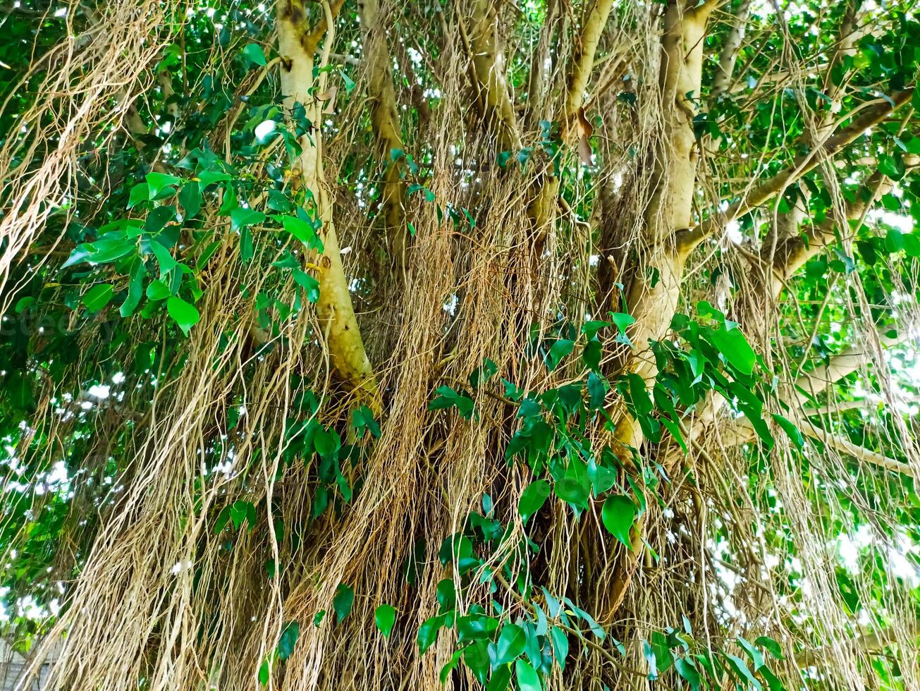a large tree with many branches and leaves photo