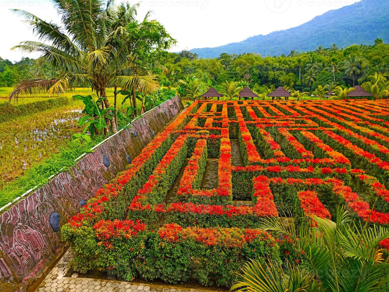 a large maze of flowers photo