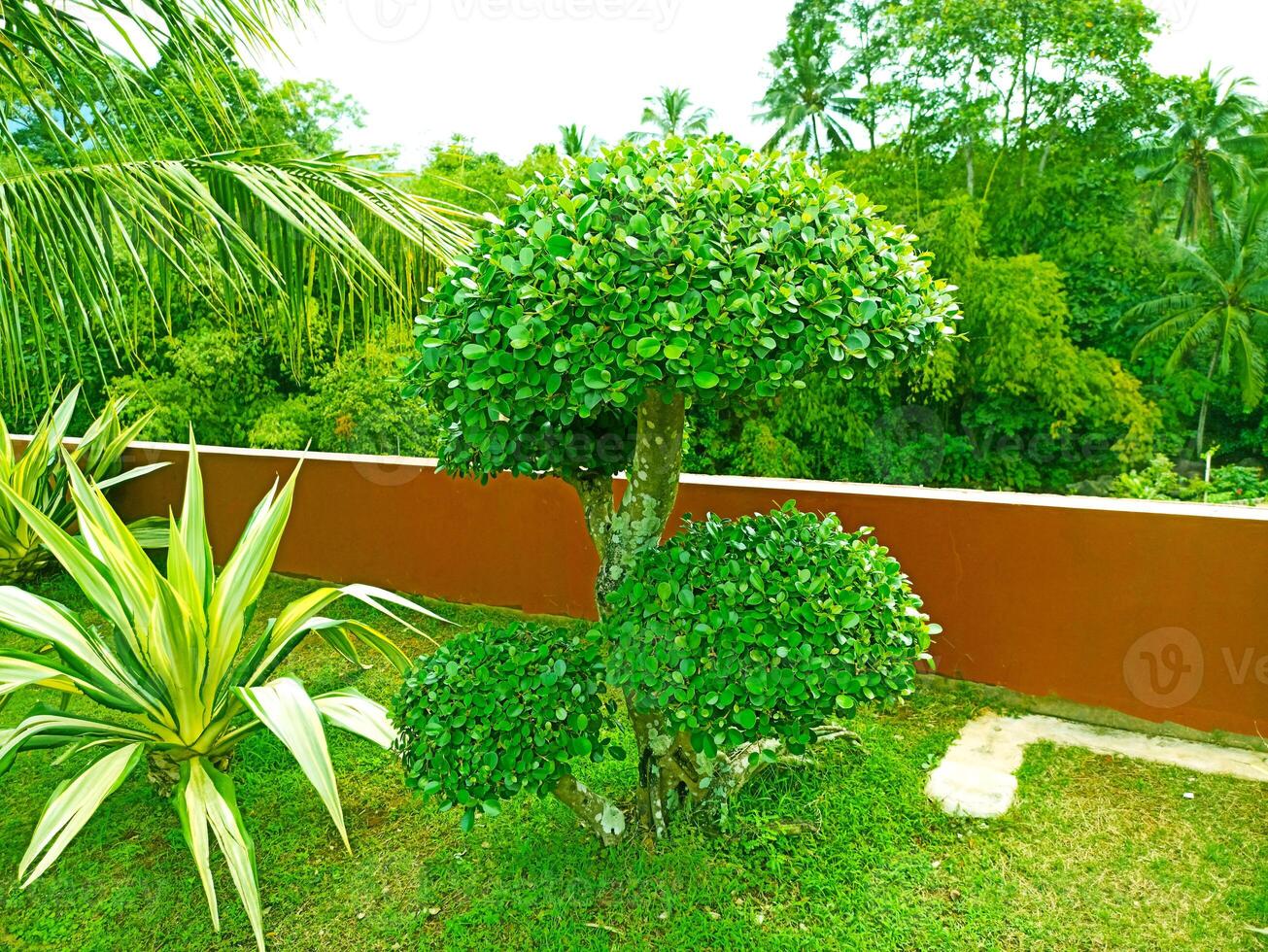 a small tree in the middle of a lush green yard photo
