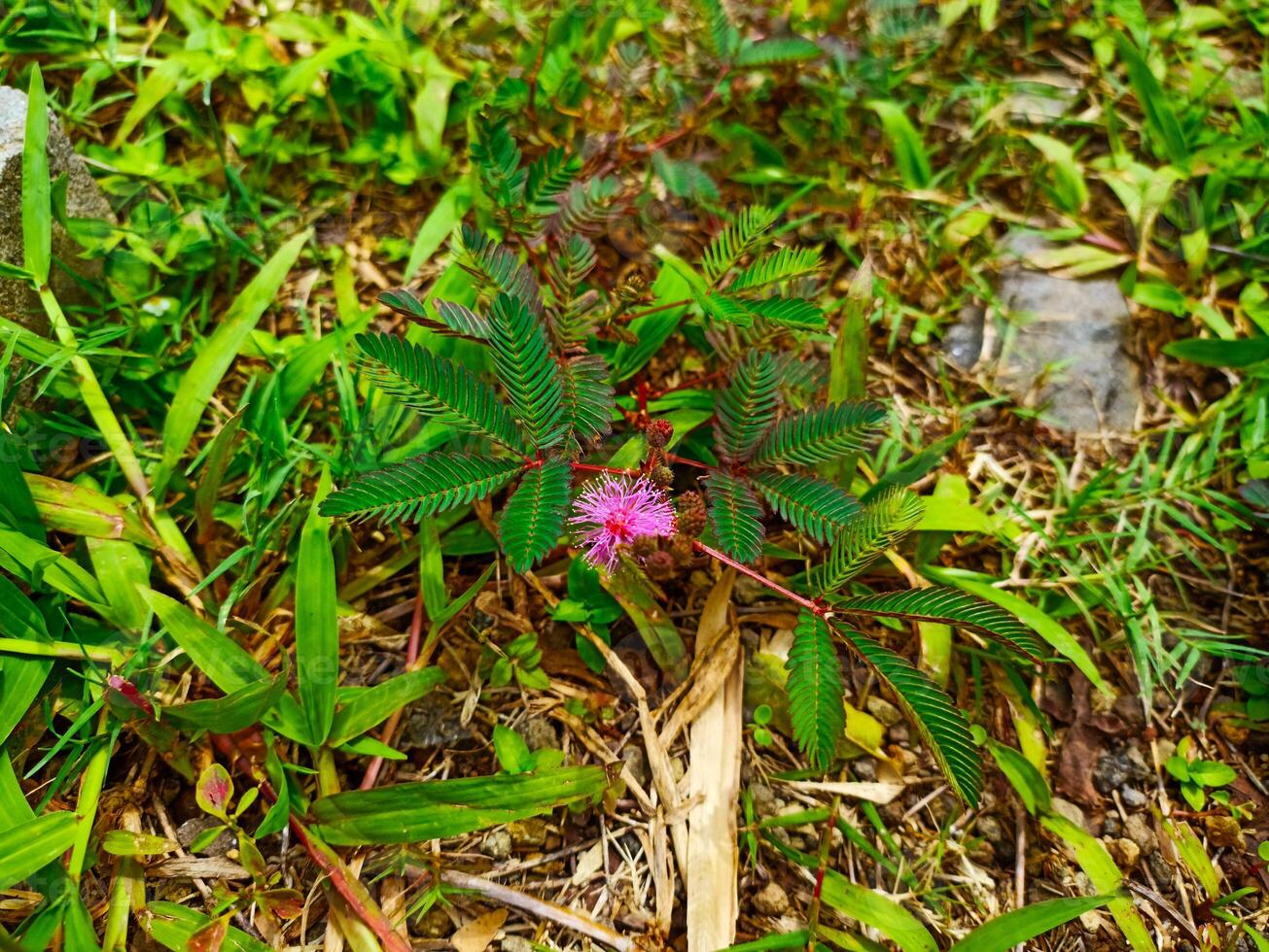 a small pink flower growing in the grass photo