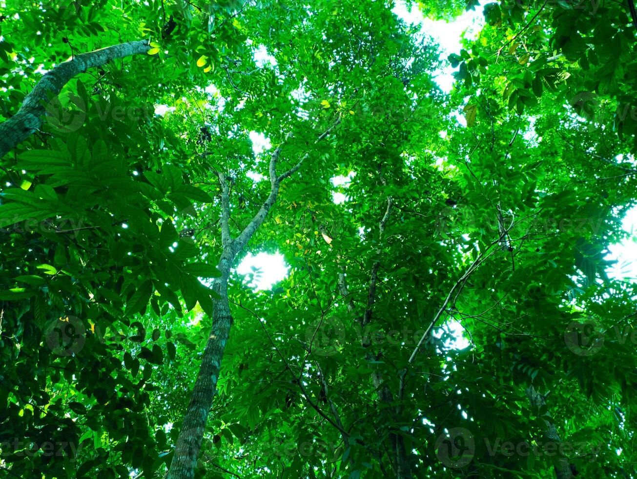 a view up into the canopy of a tropical forest photo