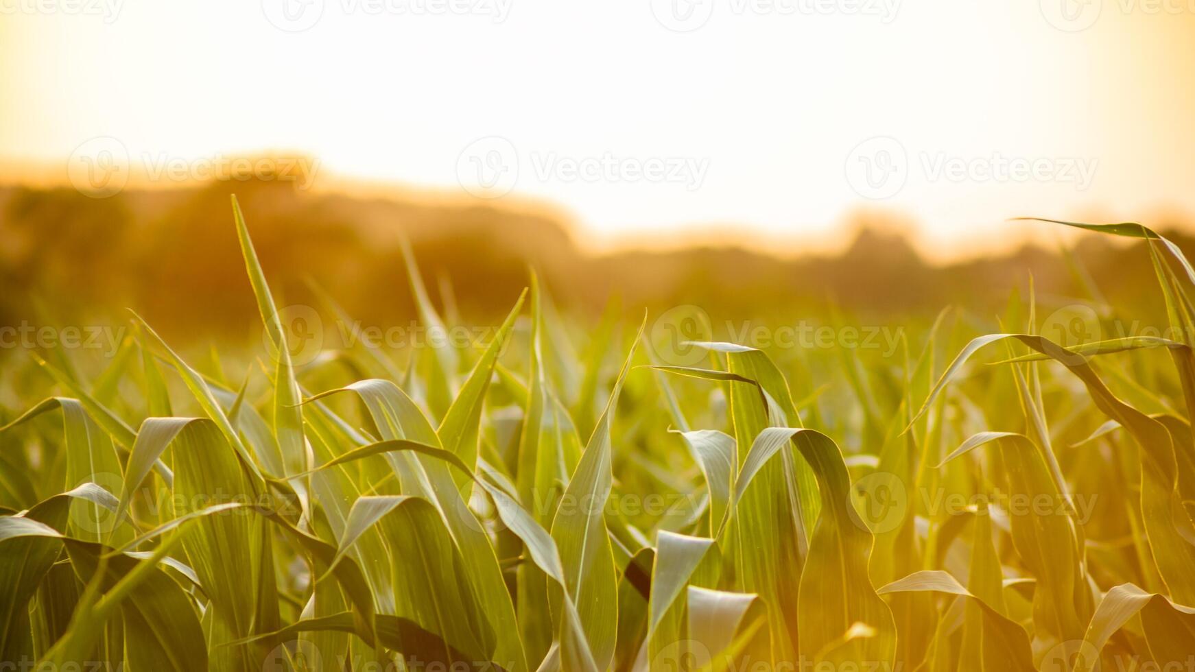 A serene summer sunset over a lush cornfield captures the essence of agricultural growth and harvest season photo