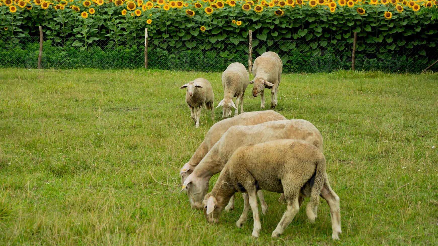 Sheep grazing in a green field with blooming sunflowers in the background, symbolizing pastoral tranquility and sustainable farming photo