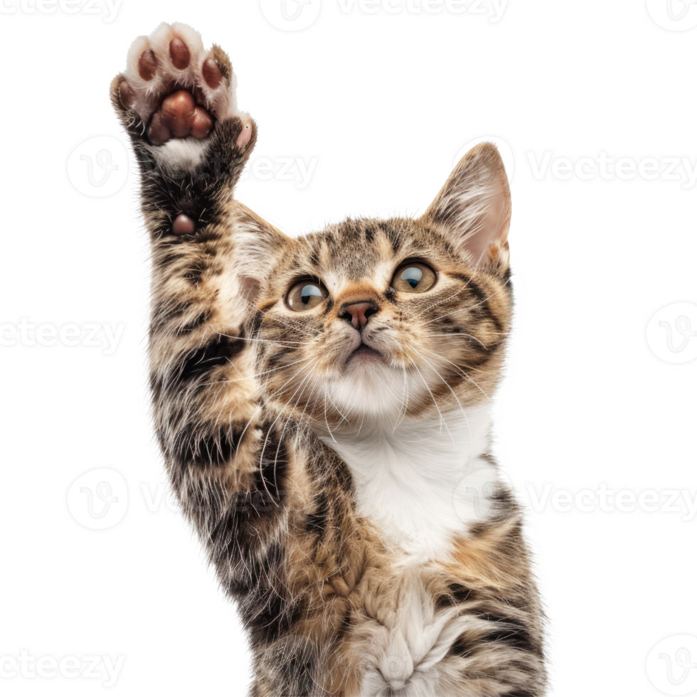 Adorable tabby kitten is playing with raised paw. Cat showing high five gesture png