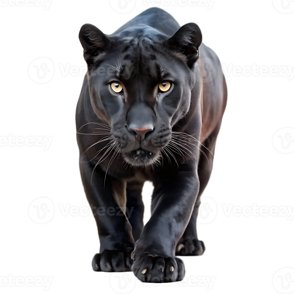 Black Panther walking isolated on transparent background png