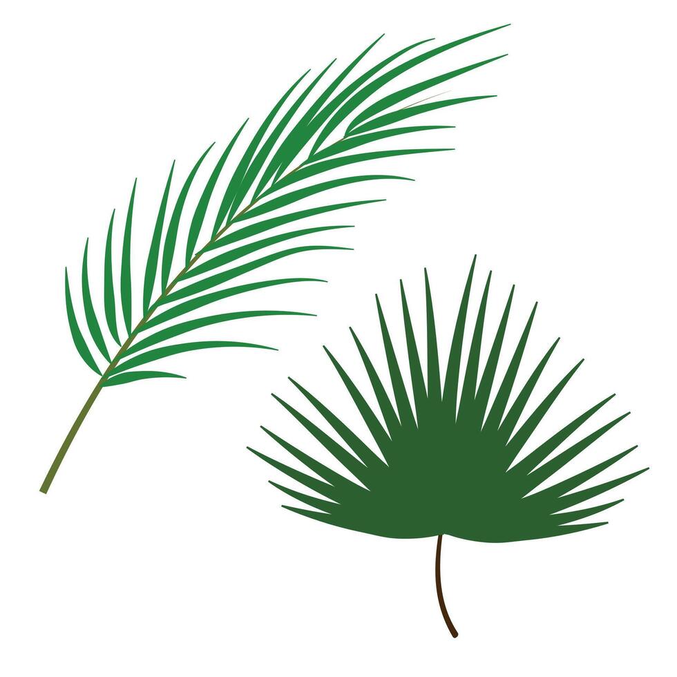 Set of Palm Leaf vector