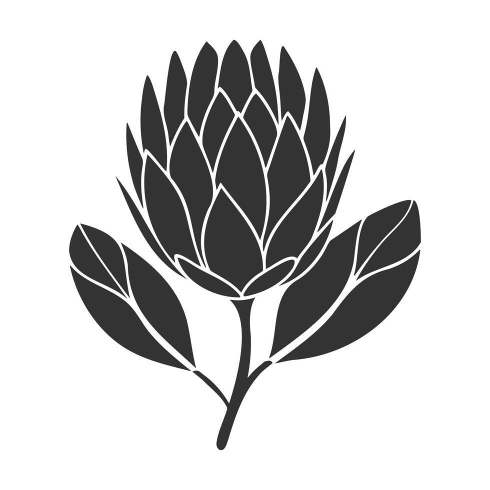 Protea flower silhouette black stylized drawing isolated on white background. vector
