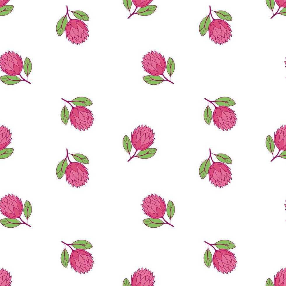 Pattern Protea flowers on white background. vector