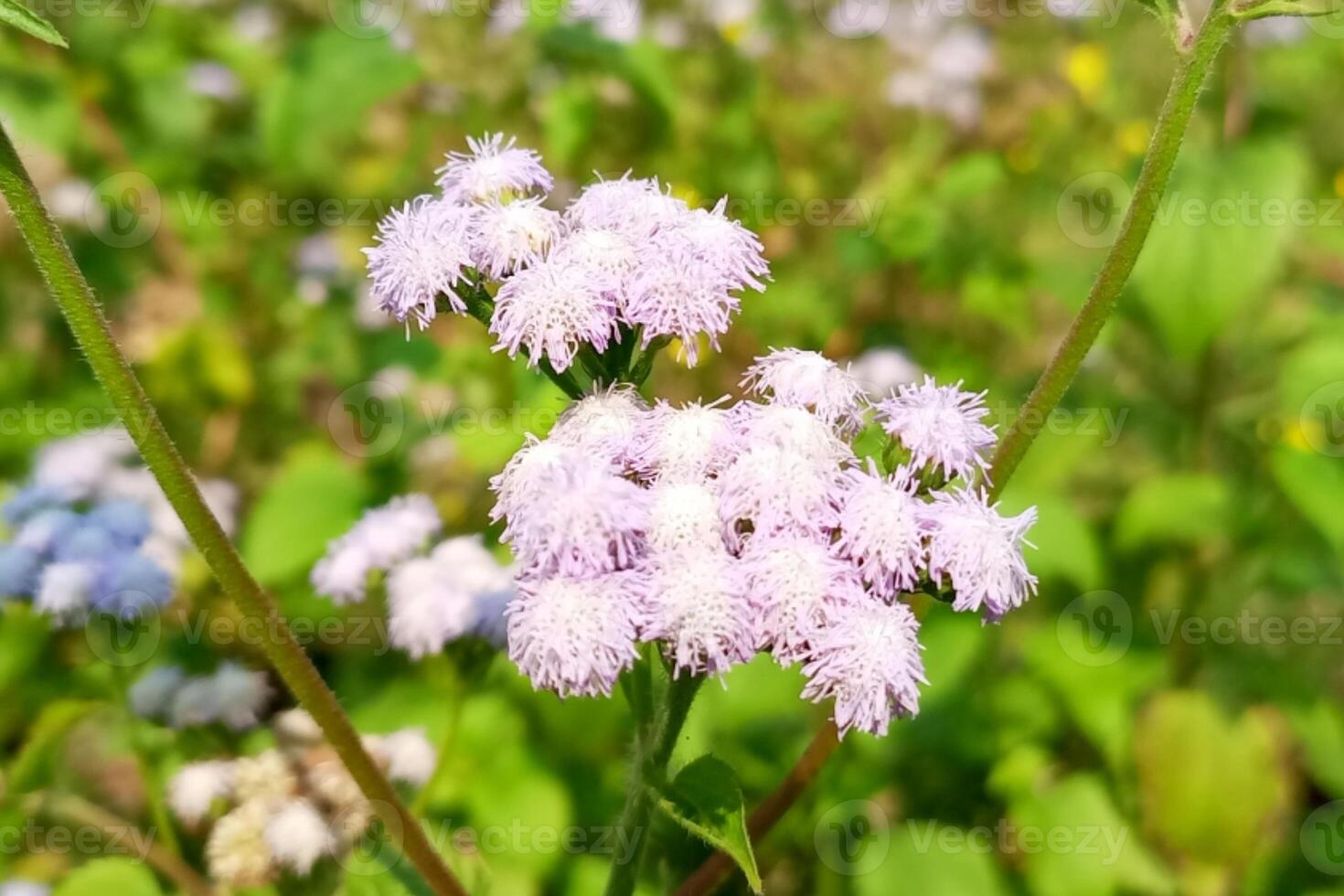 goatweed, whiteweed, is a plant native to tropical America, particularly in Brazil and other regions of Asia including Bangladesh, commonly considered an invasive weed, It is also called Phulkuri, photo