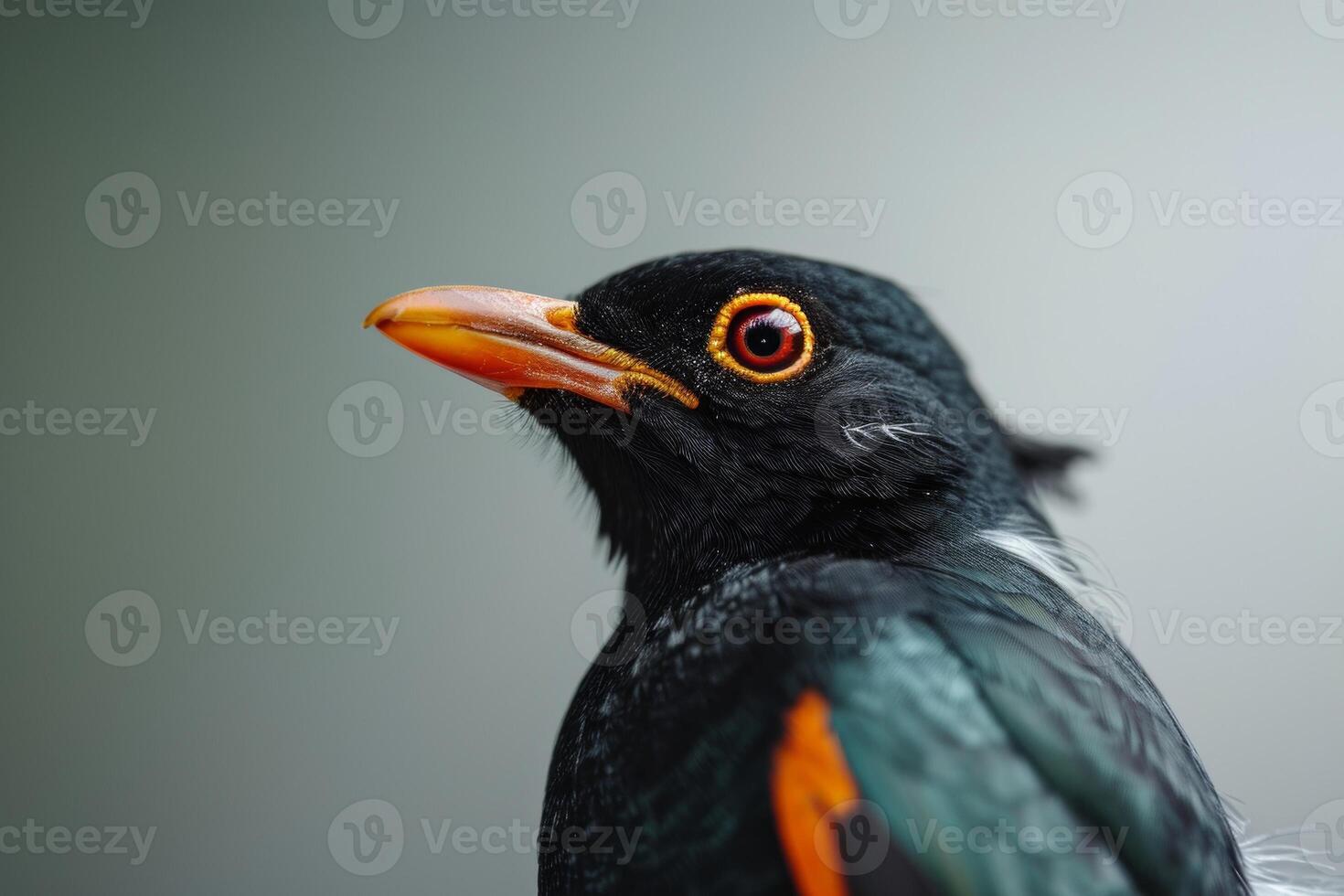 Hill myna in studio isolated on black background photo