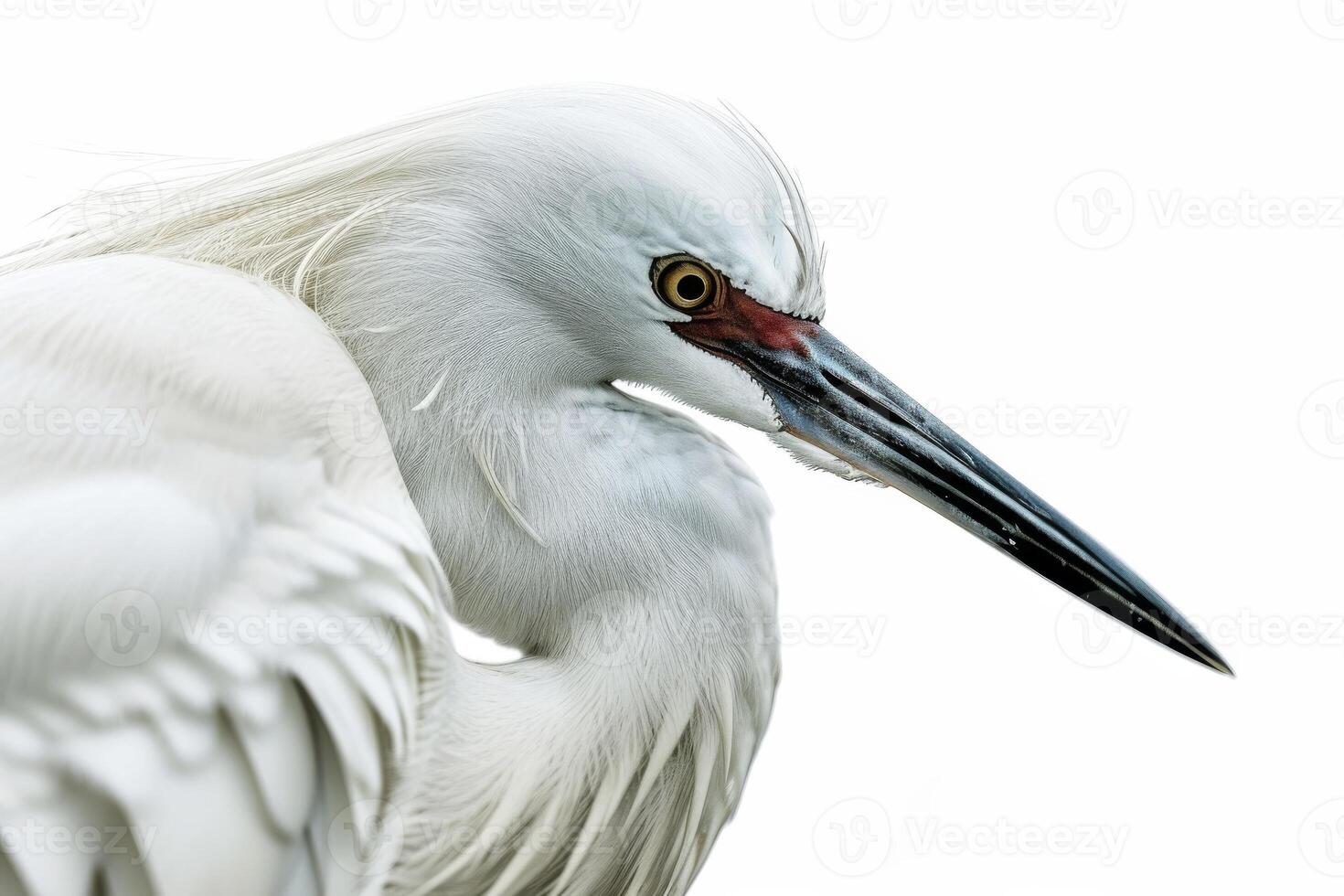 Little Egret bird in studio isolated on white background photo