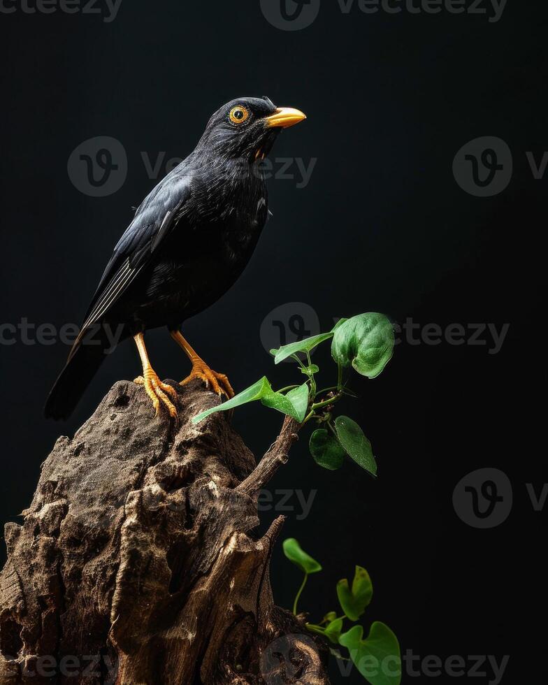 Hill myna on the rooted in studio isolated on black background photo