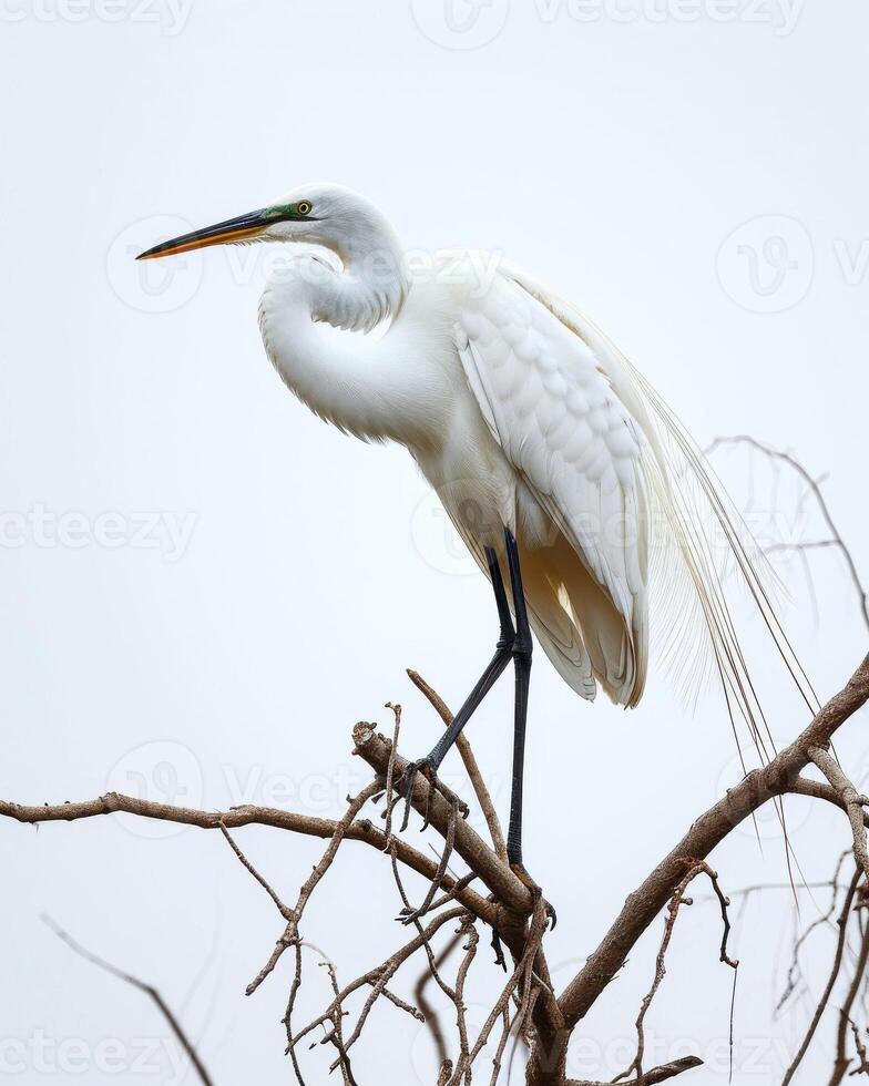 Great Egret bird standing on the rooted in studio isolated on white background photo