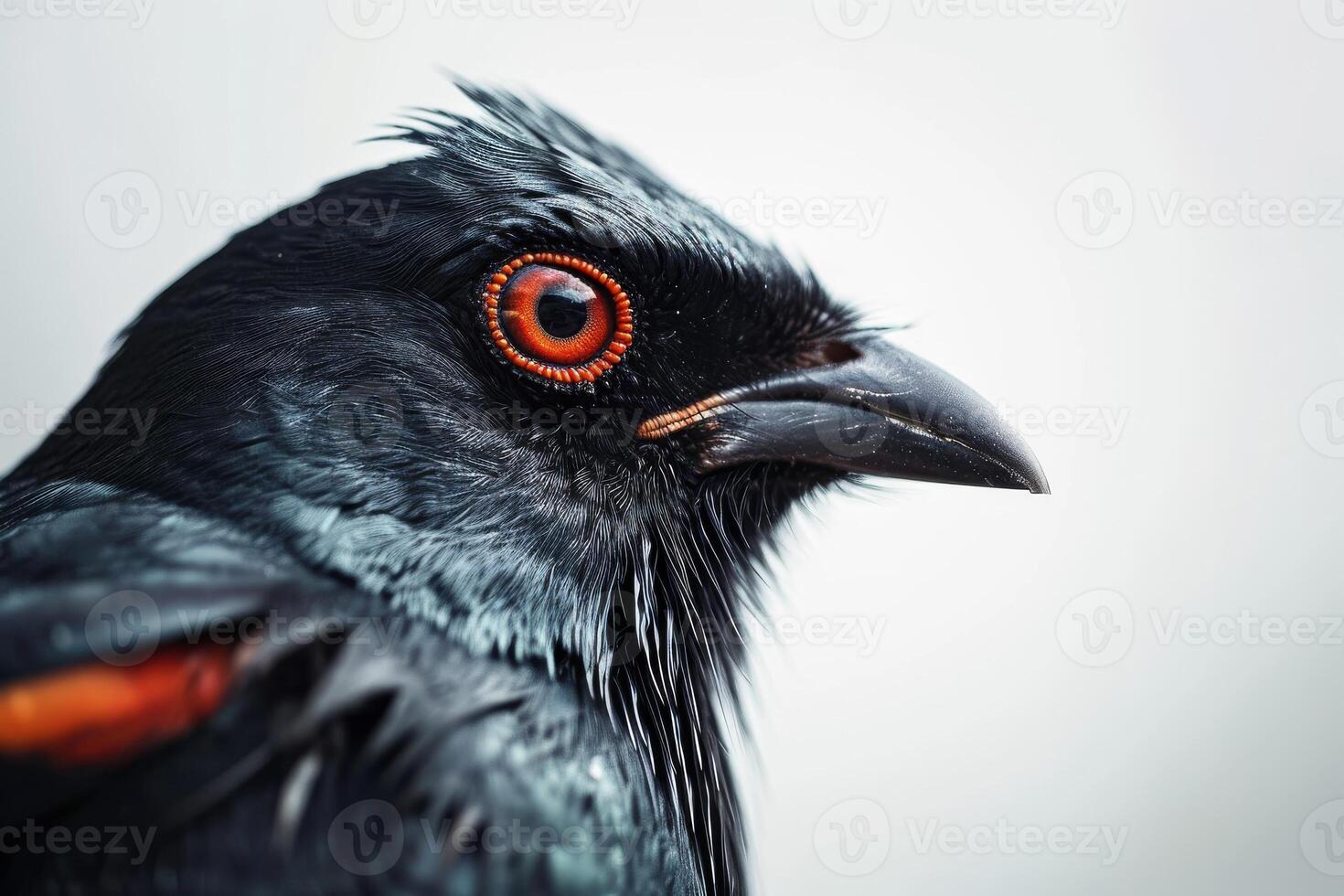 Hill myna in studio isolated on White background photo