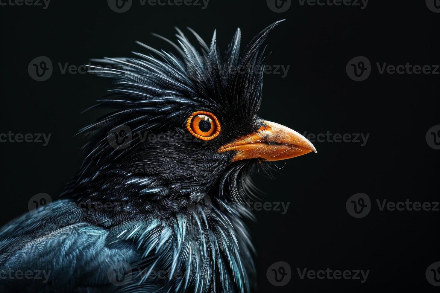 Crested myna in studio isolated on black background photo