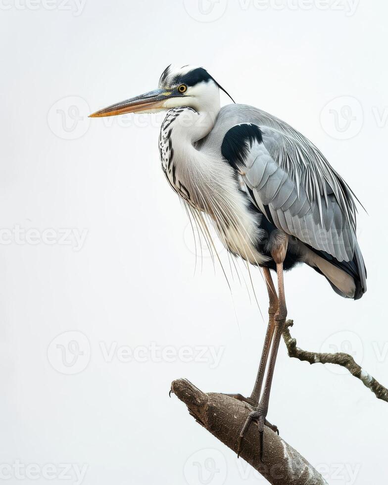 Grey Heron bird standing on the rooted in studio isolated on white background photo